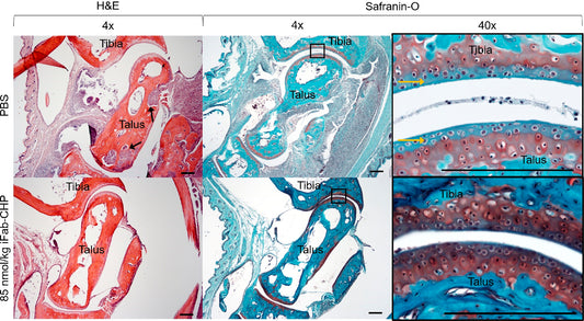 Localization of Therapeutic Fab-CHP Conjugates to Sites of Denatured Collagen for the Treatment of Rheumatoid Arthritis