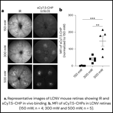 In Vivo Collagen Hybridizing Peptide Staining in Subretinal Fibrosis Mouse Model