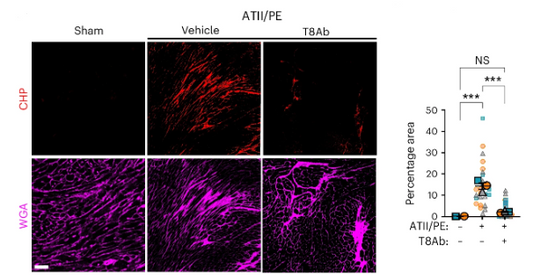 Using CHP to Understand Cardiac Fibrosis Pathology and Therapeutic Efficacy