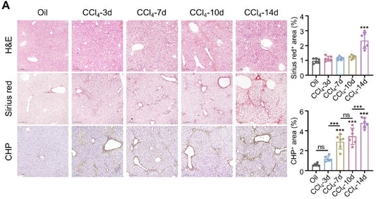 Liver fibrosis Detected with CHPs in half the time it takes with Picrosirius Red