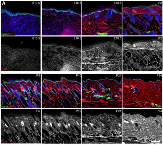 Can a Simple Feedback Loop Explain Skin Development and Repair?