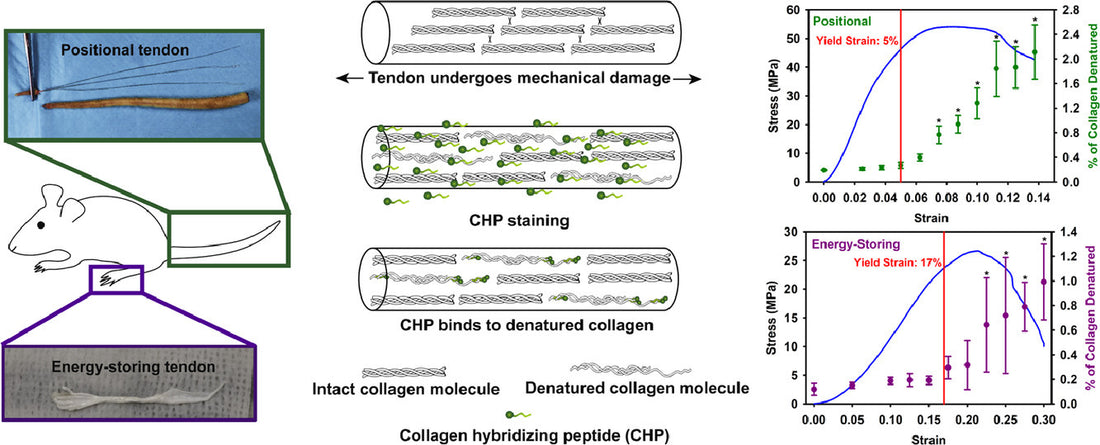 Collagen denaturation is initiated upon tissue yield in both positional and energy-storing tendons