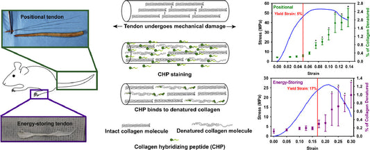Collagen denaturation is initiated upon tissue yield in both positional and energy-storing tendons