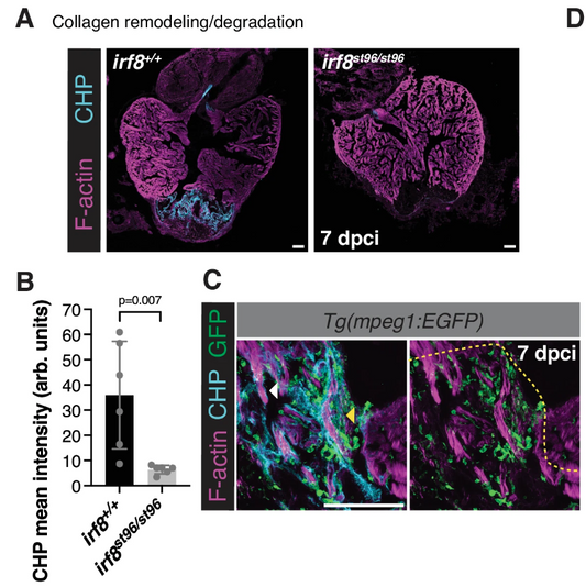 Beyond Scar Tissue: Can Understanding Cardiac ECM Remodeling Revolutionize Heart Repair?
