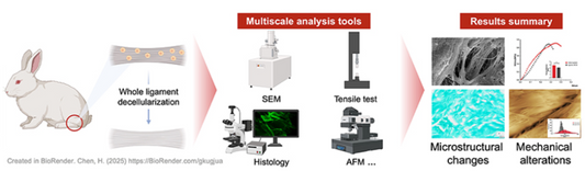 Decellularization Induces Hierarchical Disorganization in Ligament Scaffolds