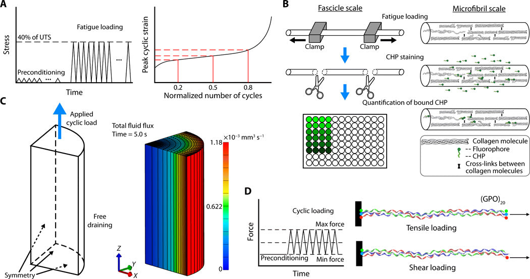 Accumulation of collagen molecular unfolding is the mechanism of cyclic fatigue damage and failure in collagenous tissues