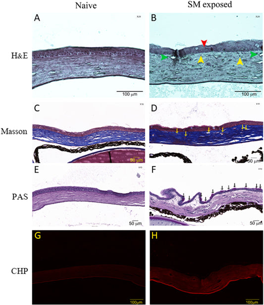 What can Collagen Hybridizing Peptides tell us about Chemical Warfare?