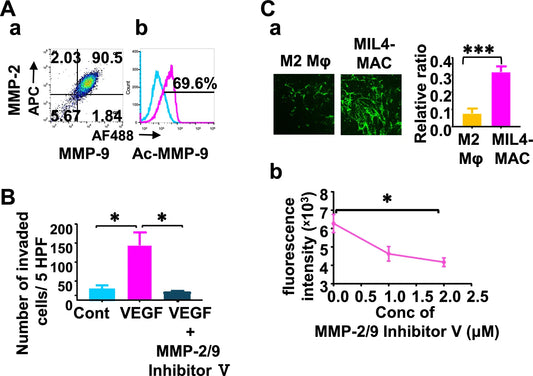 Visualizing Cardiac Fibrosis: How Collagen Hybridizing Peptides (CHPs) Reveal Remodeling