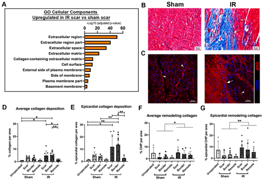 Scar Formation with Decreased Cardiac Function Following Ischemia/Reperfusion Injury in 1 Month Old Swine