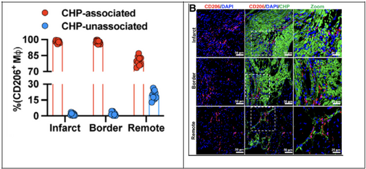 CD206+IL-4Rα+ Macrophages Are Drivers of Adverse Cardiac Remodeling in Ischemic Cardiomyopathy