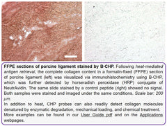 B-CHP | Collagen Hybridizing Peptide, Biotin Conjugate