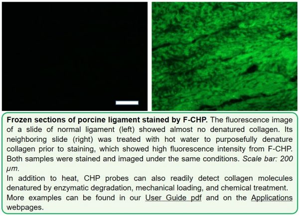F-CHP | Collagen Hybridizing Peptide, 5-FAM Conjugate
