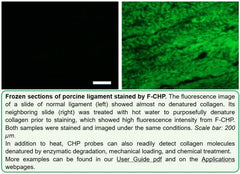 F-CHP | Collagen Hybridizing Peptide, 5-FAM Conjugate