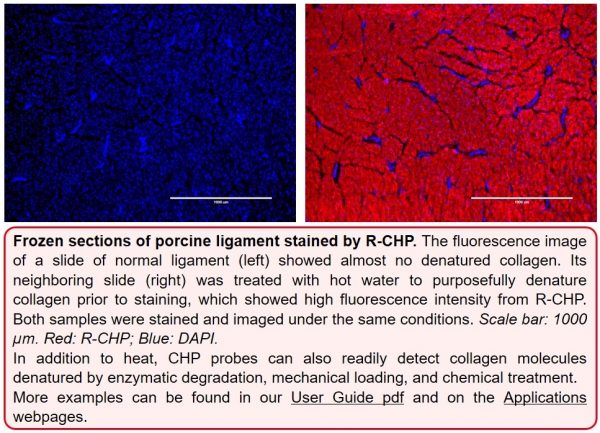 R-CHP | Collagen Hybridizing Peptide, Cy3 Conjugate