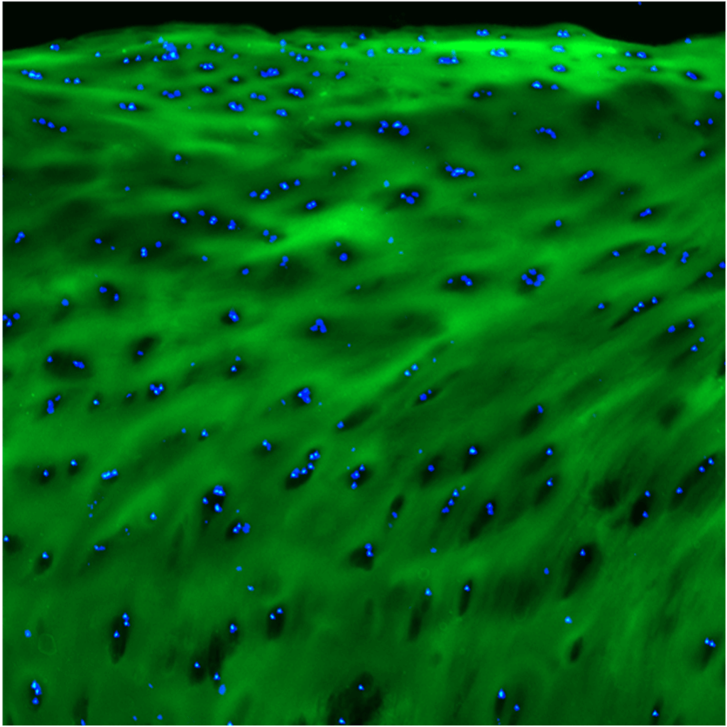 Collagen Hybridizing Peptide Stain: F-CHP Histology Stain