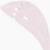 Auto-CHP | Collagen Hybridizing Peptide, Biotin Conjugate for Automated Staining