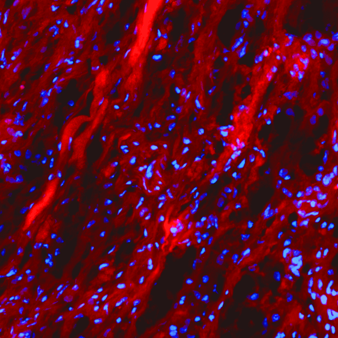 R-CHP | Collagen Hybridizing Peptide, Cy3 Conjugate