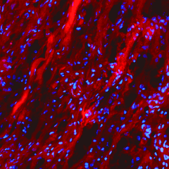 R-CHP | Collagen Hybridizing Peptide, Cy3 Conjugate