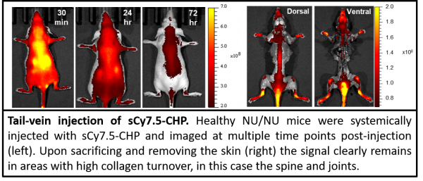 In vivo | Collagen Hybridizing Peptides, sulfo-Cy7.5 Conjugates (sCy7.5-CHP)