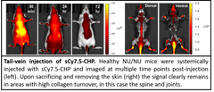 In vivo | Collagen Hybridizing Peptides, sulfo-Cy7.5 Conjugates (sCy7.5-CHP)