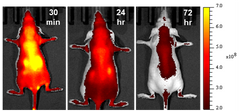 In vivo | Collagen Hybridizing Peptides, sulfo-Cy7.5 Conjugates (sCy7.5-CHP)